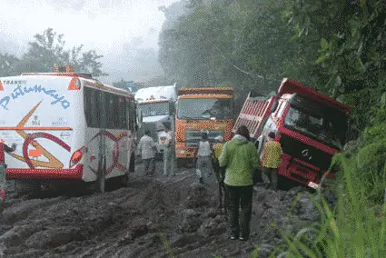 Rainforest roads