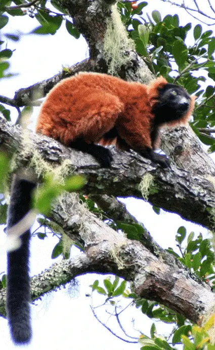 Red ruffed lemur