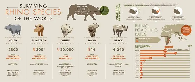 Rhino Conservation Infographic - TRICIA HOPE