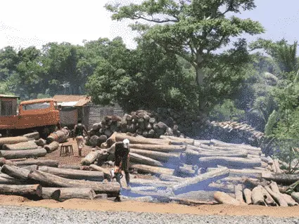 Rosewood logging