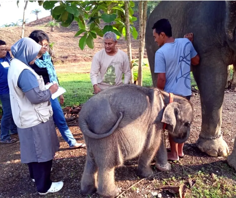 Baby Salma Elephant