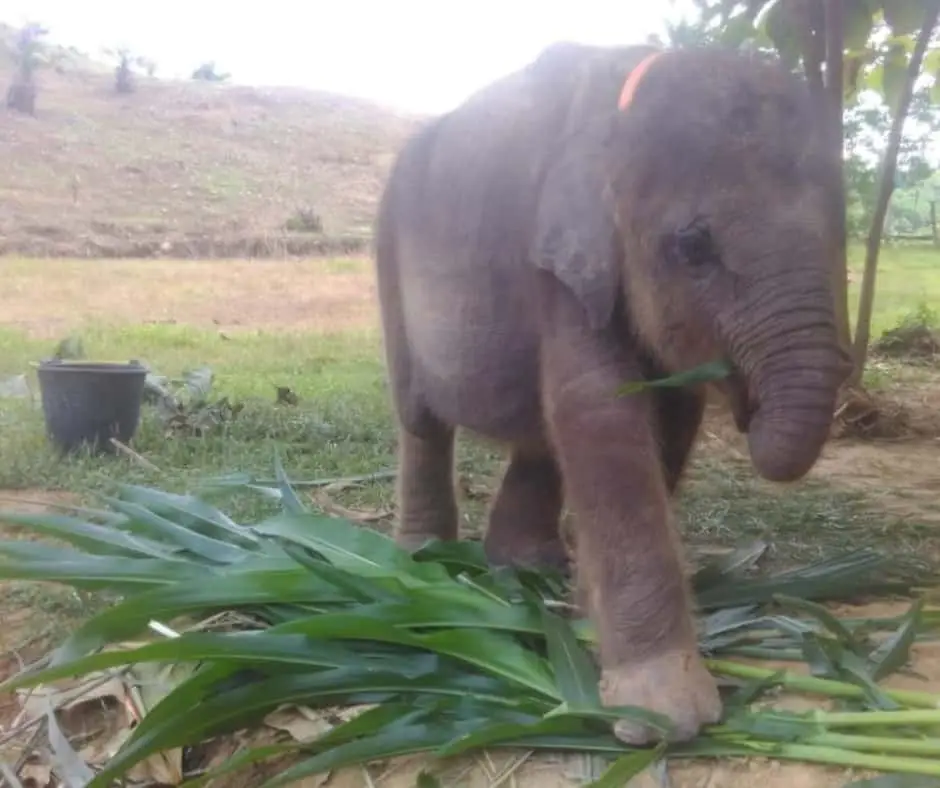 Baby Salma Elephant