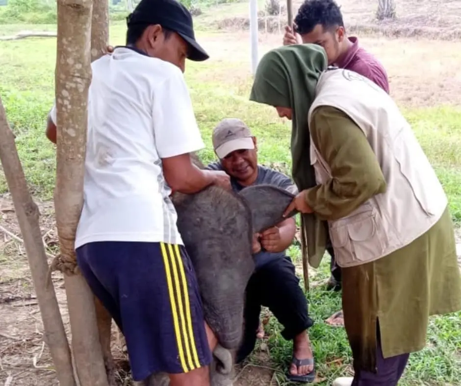 Baby Salma Elephant