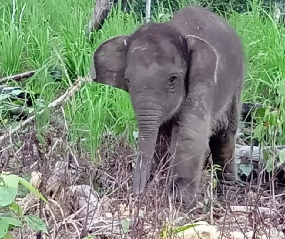 Baby Salma Elephant