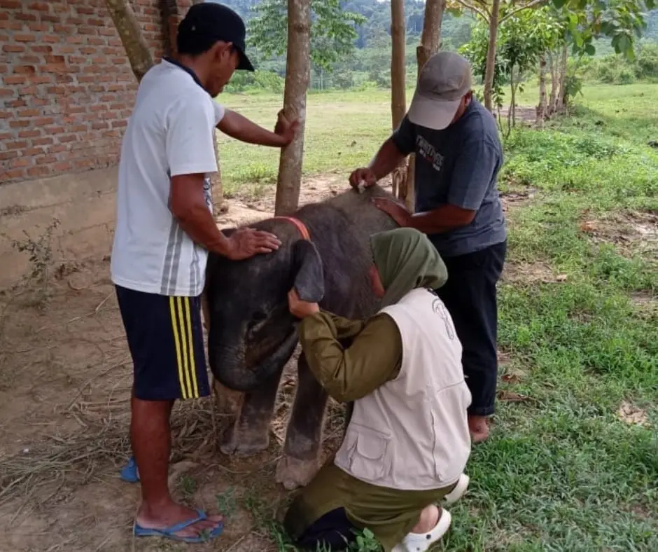 Baby Salma Elephant