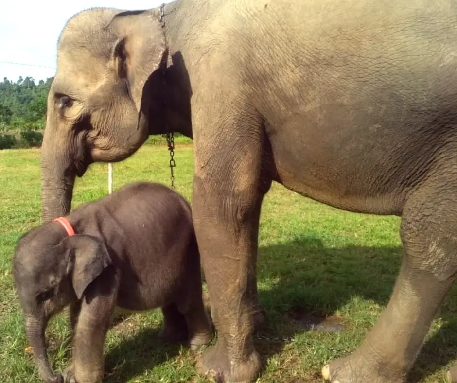 Baby Salma Elephant and Mother