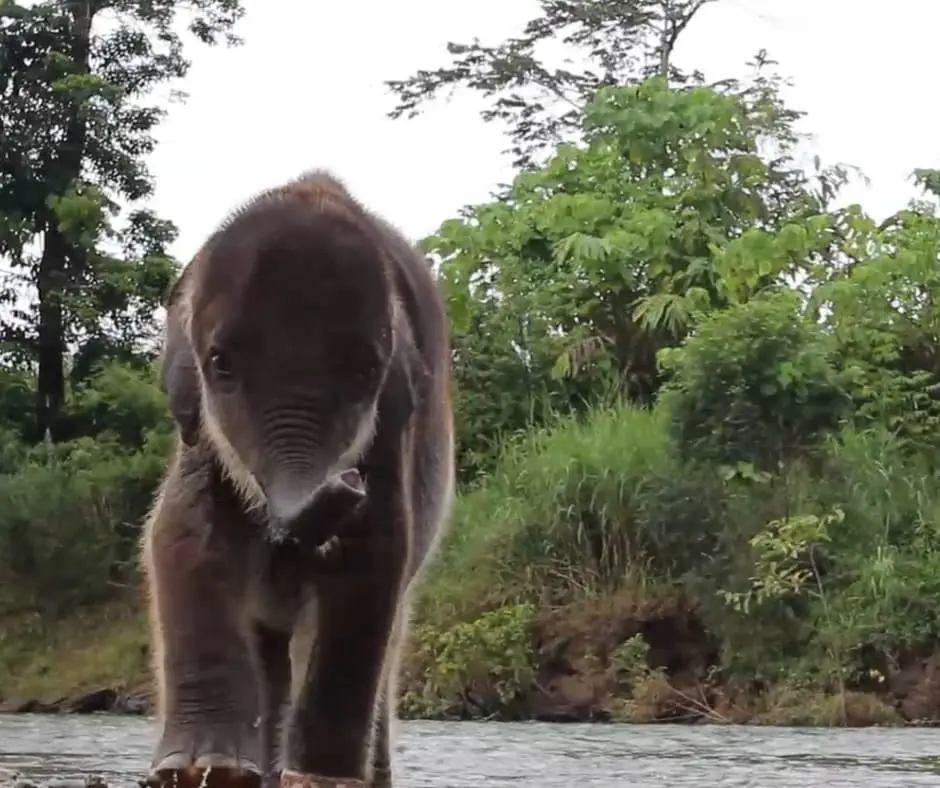 Baby Salma Elephant