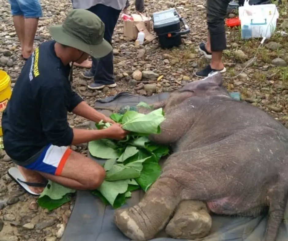 Baby Salma Elephant Rescue