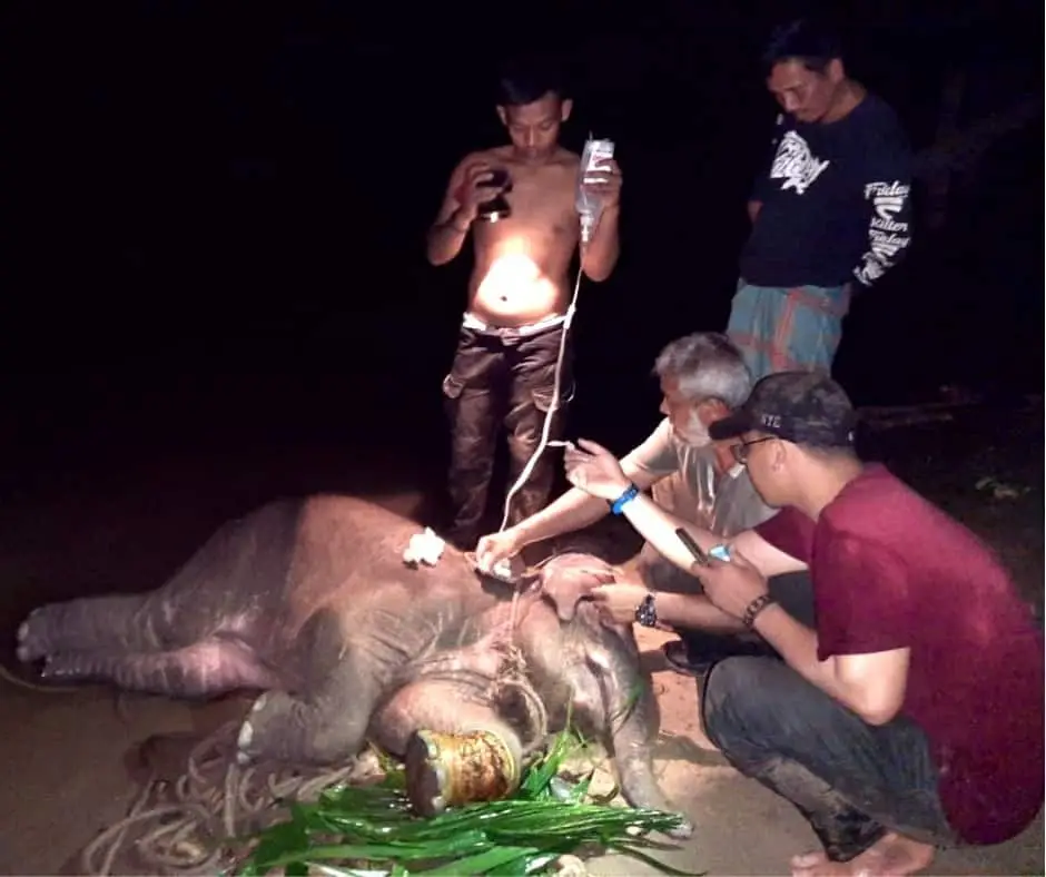 Baby Salma Elephant Rescue