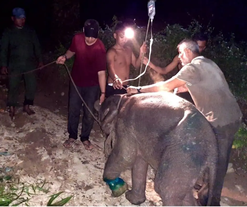 Baby Salma Elephant Rescue