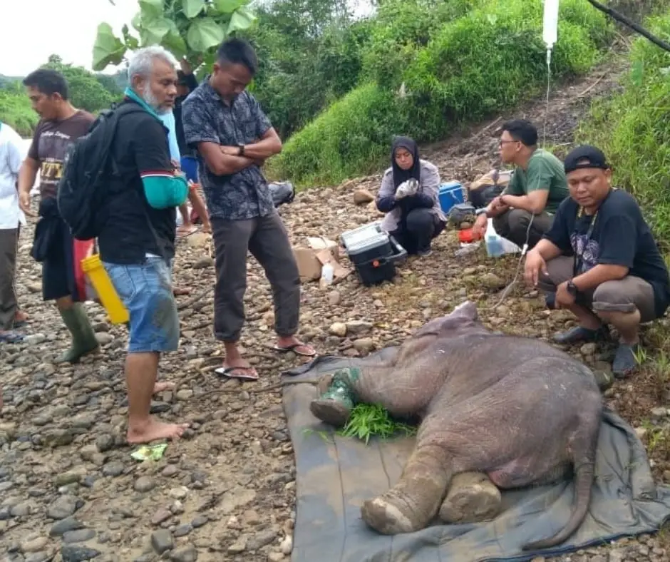 Baby Salma Elephant Rescue