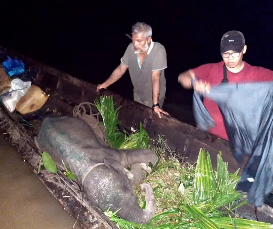 Baby Salma Elephant Rescue