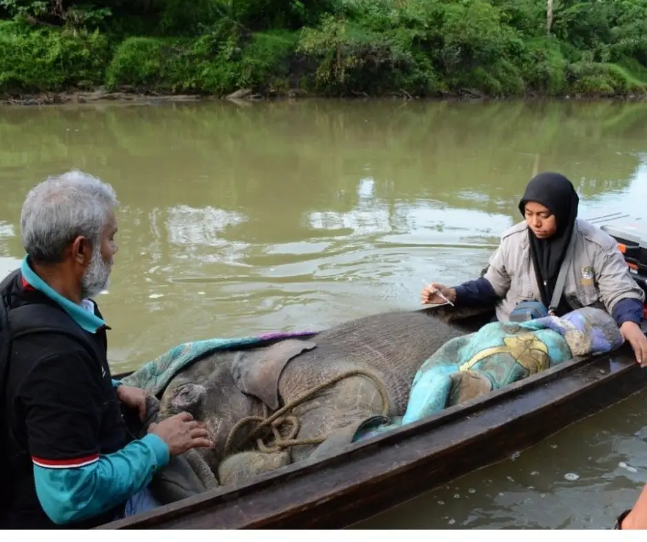 Baby Salma Elephant Rescue