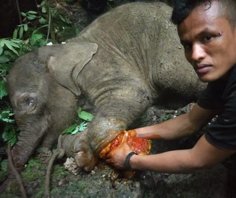 Baby Salma Elephant