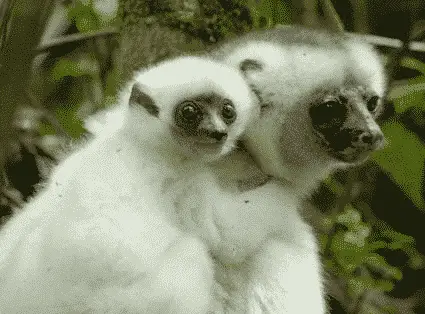 Photo of silky sifakas courtesy Jeff Gibbs