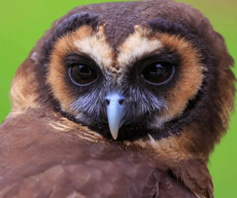 Saving Nature shares its know how to amplify results and help local organizations succeed. Brown Wood-owl (Strix leptogrammica)