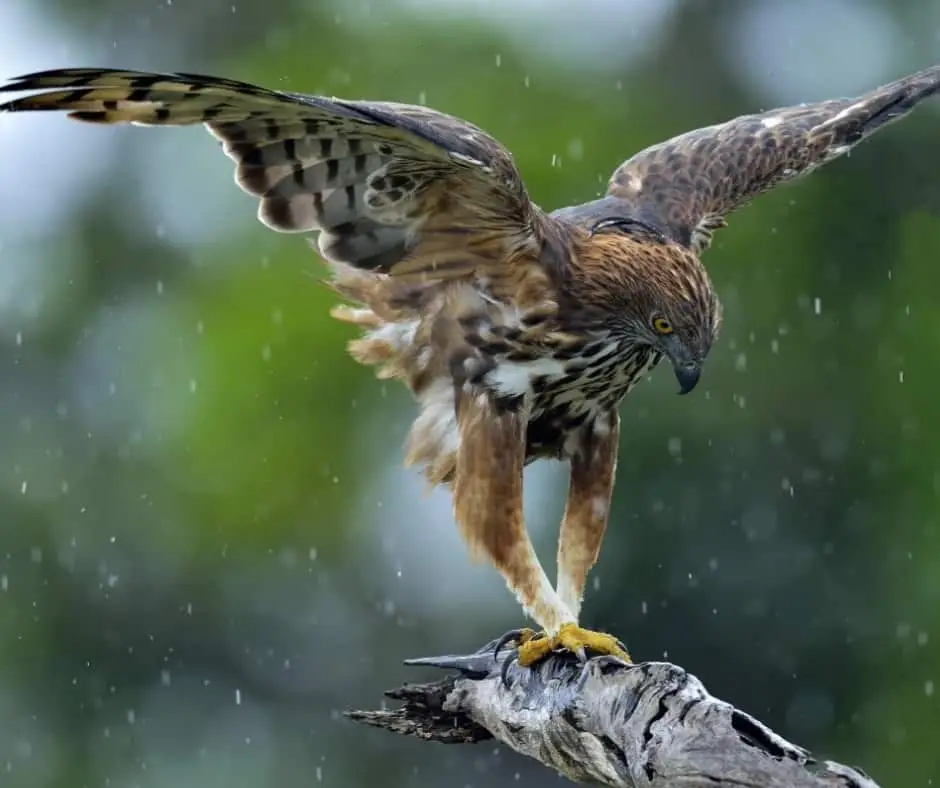 Changeable hawk-eagle (Nisaetus cirrhatus)