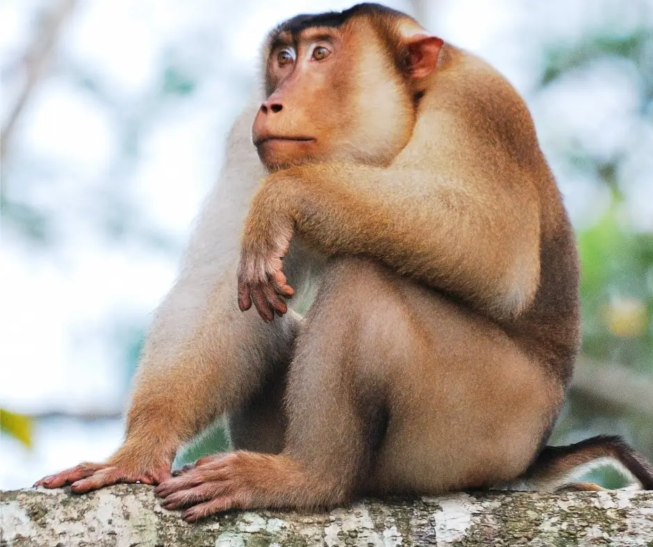 Pig-tailed macaque (Macaca nemestrina)