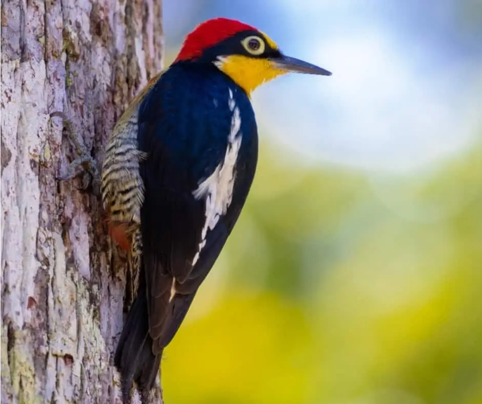 Yellow-fronted woodpecker (Melanerpes flavifrons) from the Atlantic Forest of Brazil