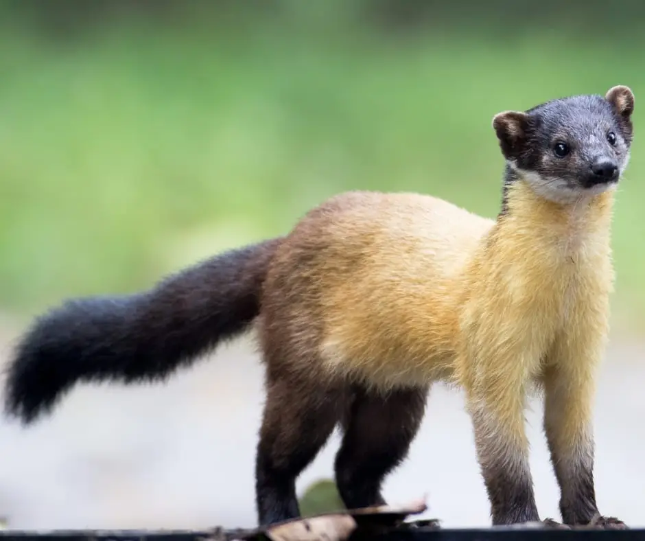 Yellow-throated marten (Martes flavigula)