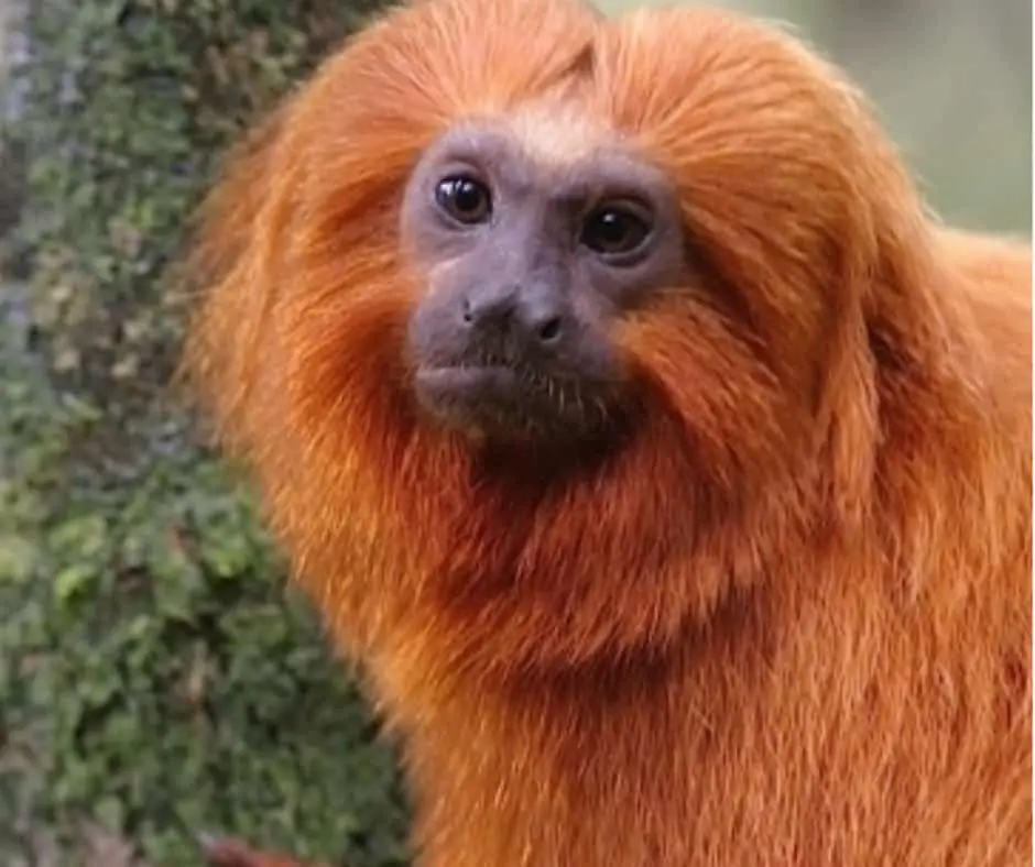 Golden lion tamarin (Leontopithecus rosalia), Atlantic Forest of Brazil