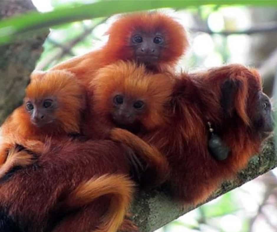 Golden lion tamarin (Leontopithecus rosalia), Atlantic Forest of Brazil