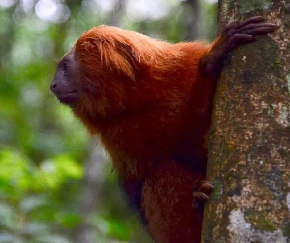 Golden lion tamarin (Leontopithecus rosalia), Atlantic Forest of Brazil