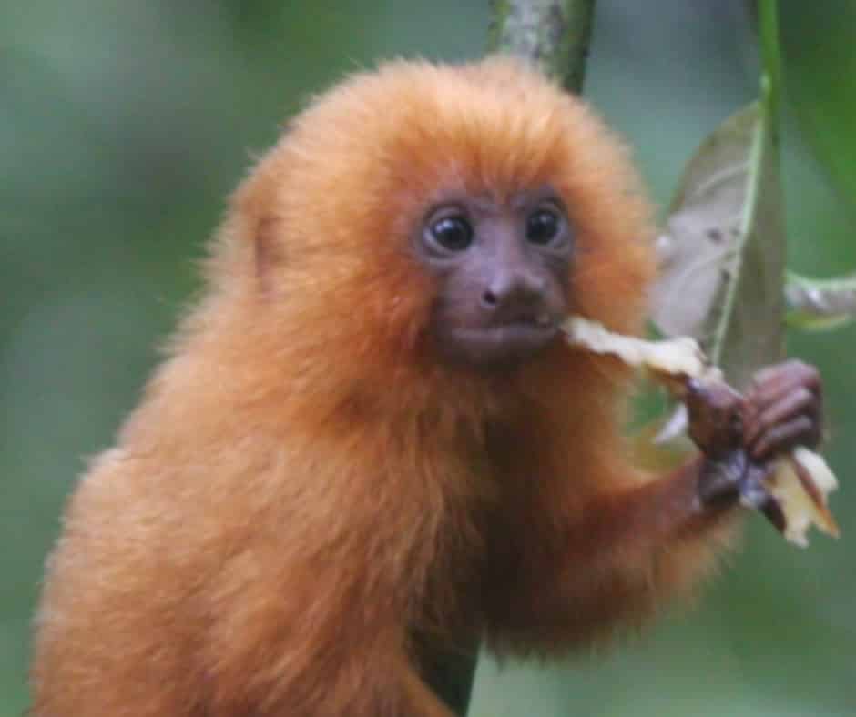 Golden lion tamarin (Leontopithecus rosalia), Atlantic Forest of Brazil