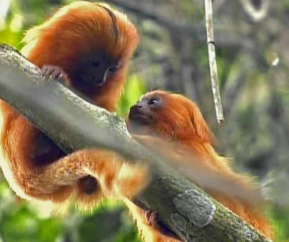 Golden lion tamarin (Leontopithecus rosalia), Atlantic Forest of Brazil