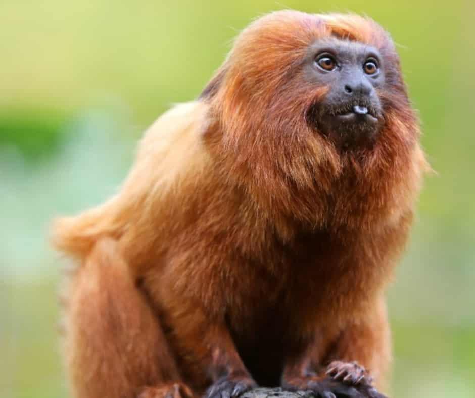 Golden lion tamarin (Leontopithecus rosalia), Atlantic Forest of Brazil