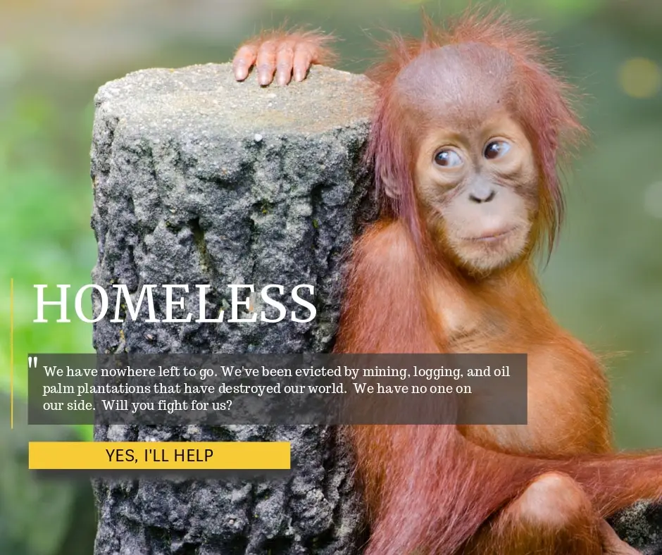 Homeless Orangutan