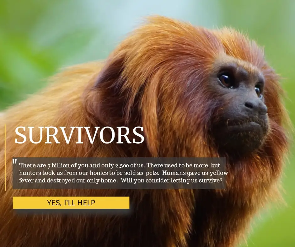 Golden Lion Tamarin Survivors