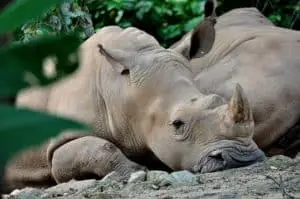 Sumatran Rhino