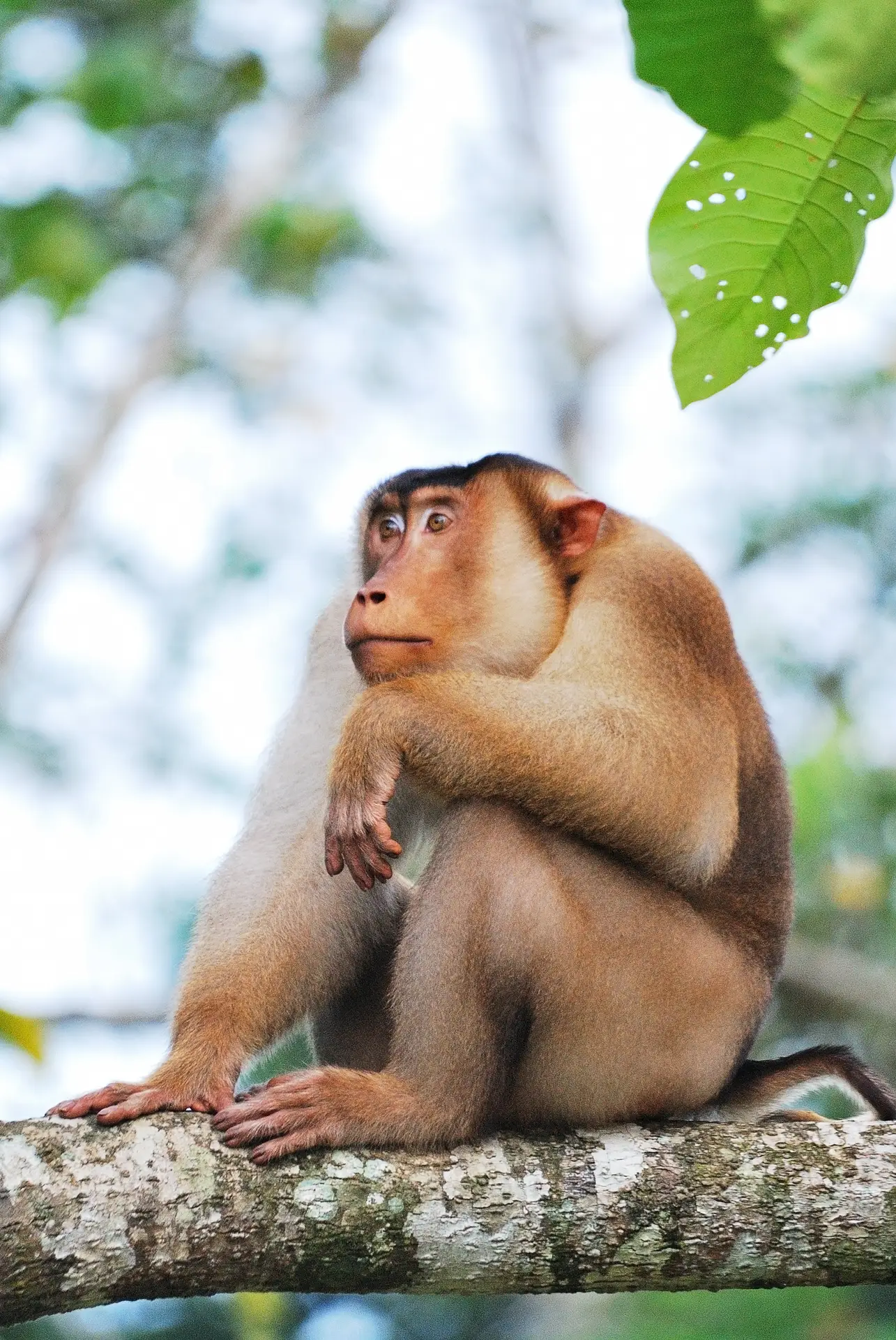 Pig Tailed Macaque