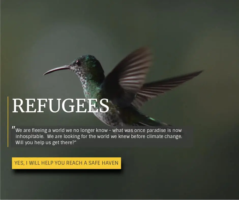 Hummingbird Refugee