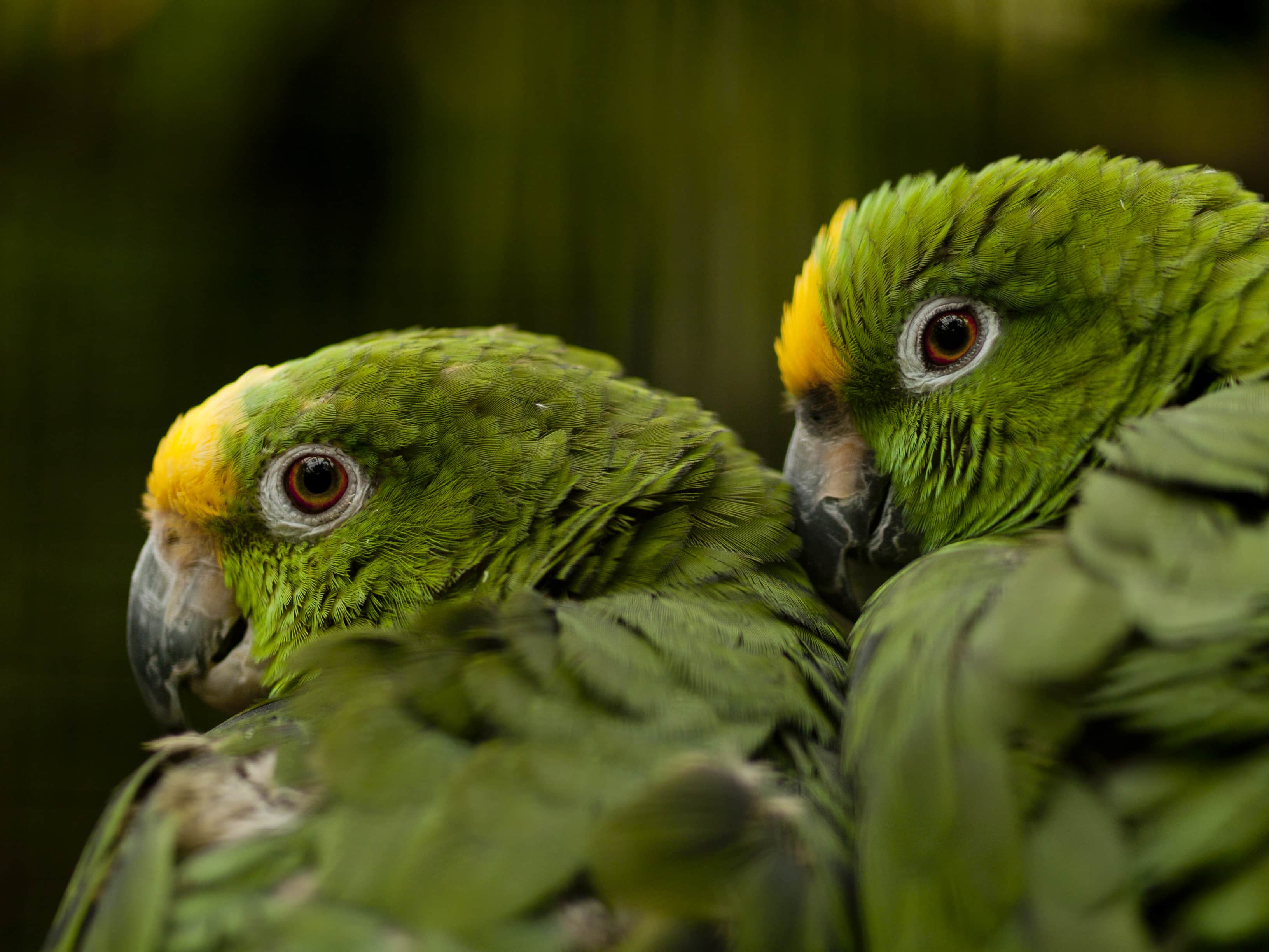 The Yellow-crowned Parrots (Amazona ochrocephala) can be found in Saving Nature's project in the wetlands and rain forests of Colombia's Magdalena Valley