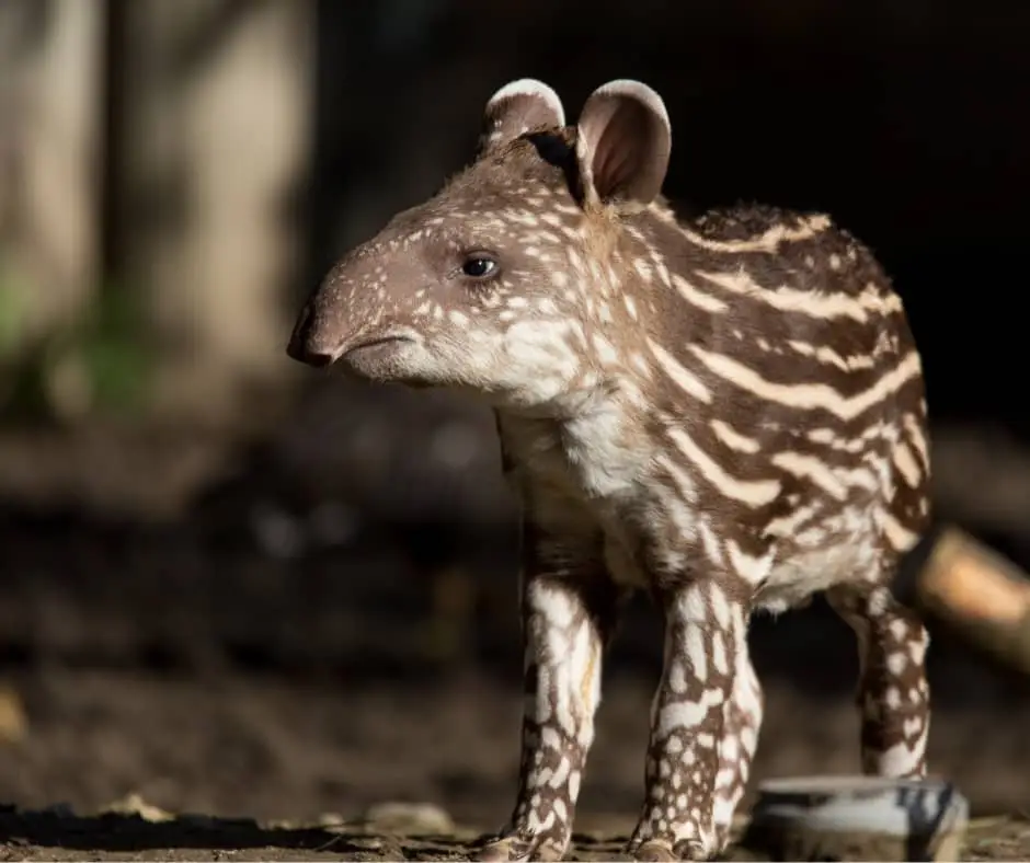 South American Tapir (Tapirus terrestris)