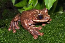 Ecnomiohyla Frog