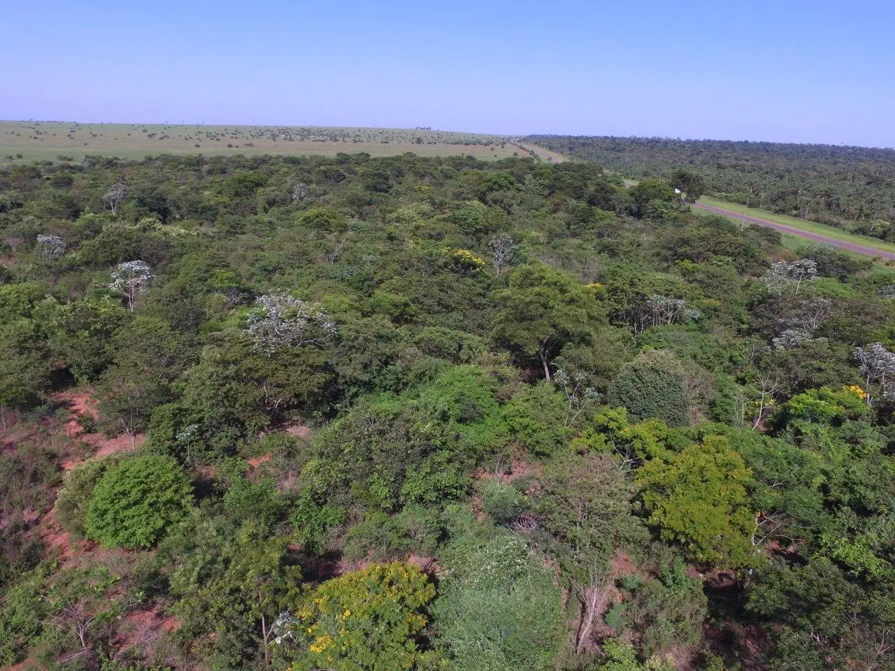 Atlantic Forest Restoration After