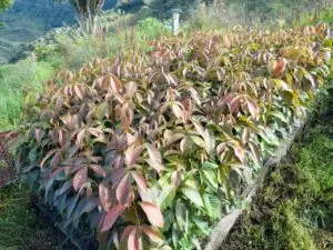 tree planting at La Mesenia - photo of nursuery