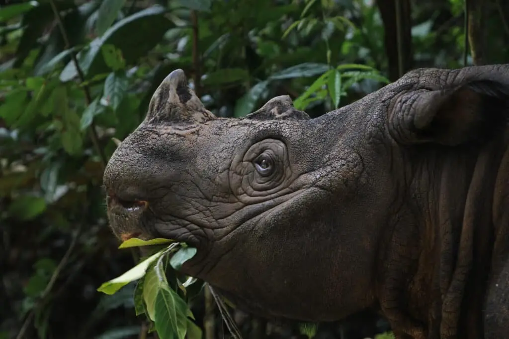 Sumatran,Rhino,(,Sumatran,Rhinoceros)