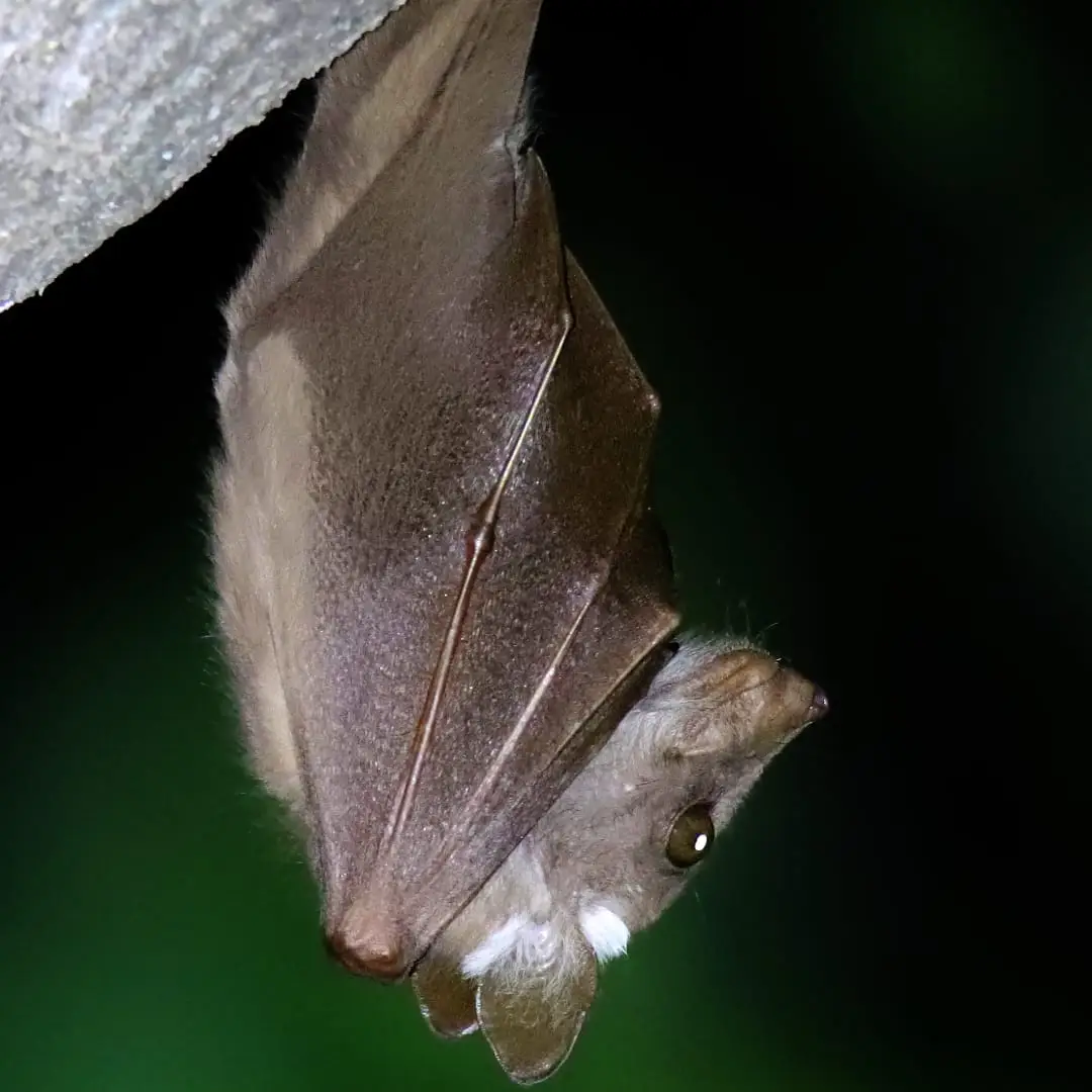 Wahlberg's Epauletted Fruit-bat