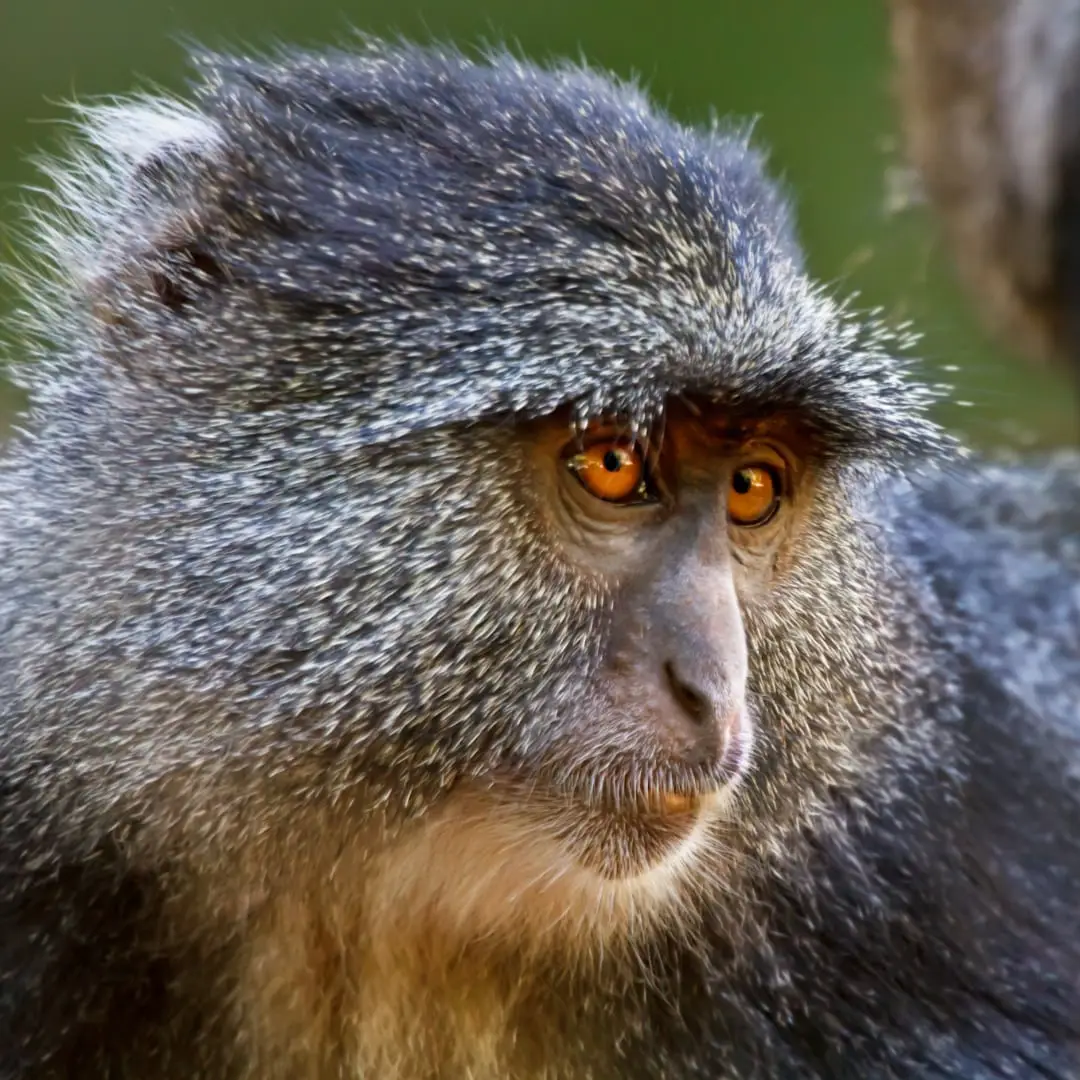 Blue Monkey (Cercopithecus mitis neumanni)