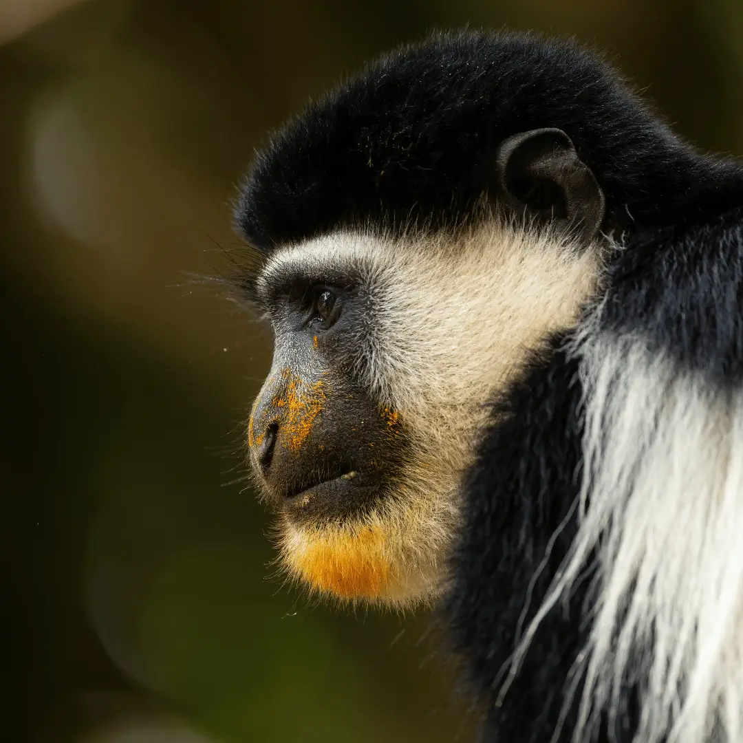 Black-and-white Colobus