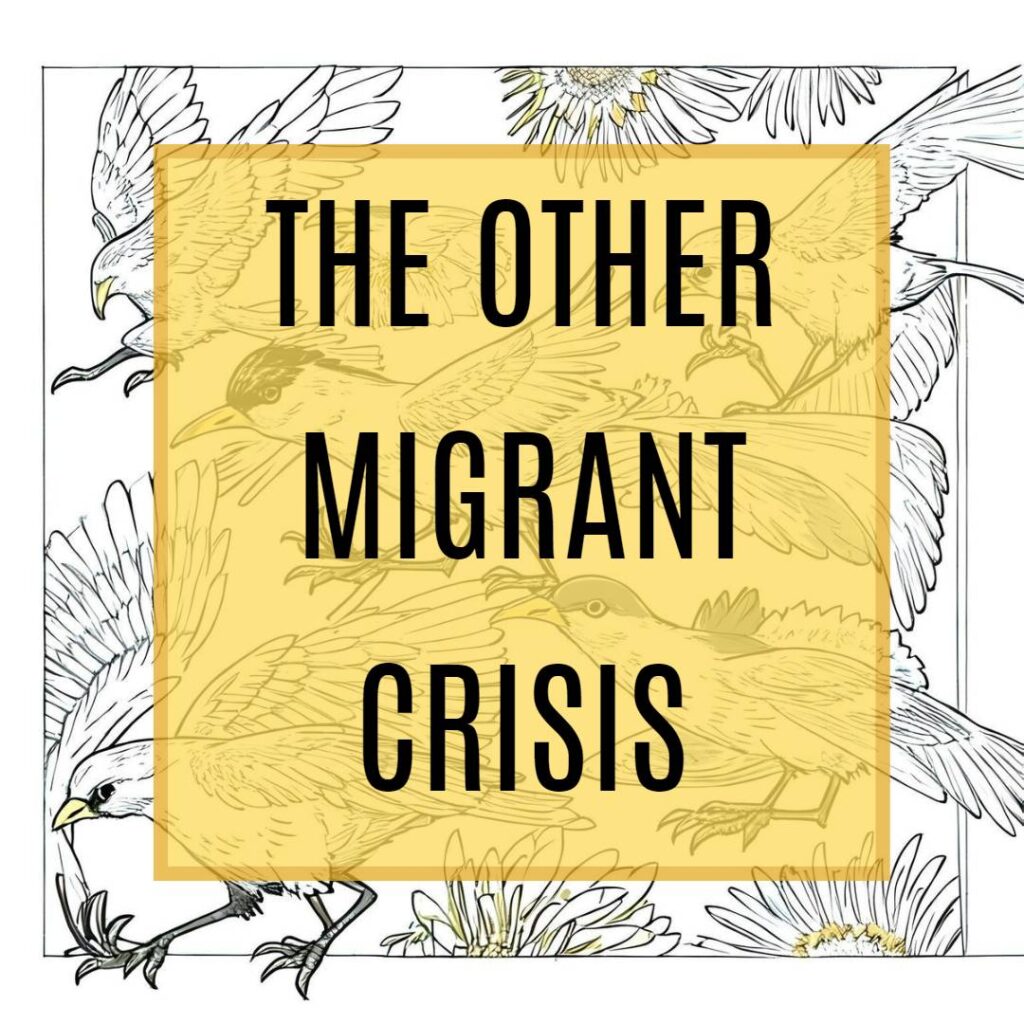 The other migrant crisis