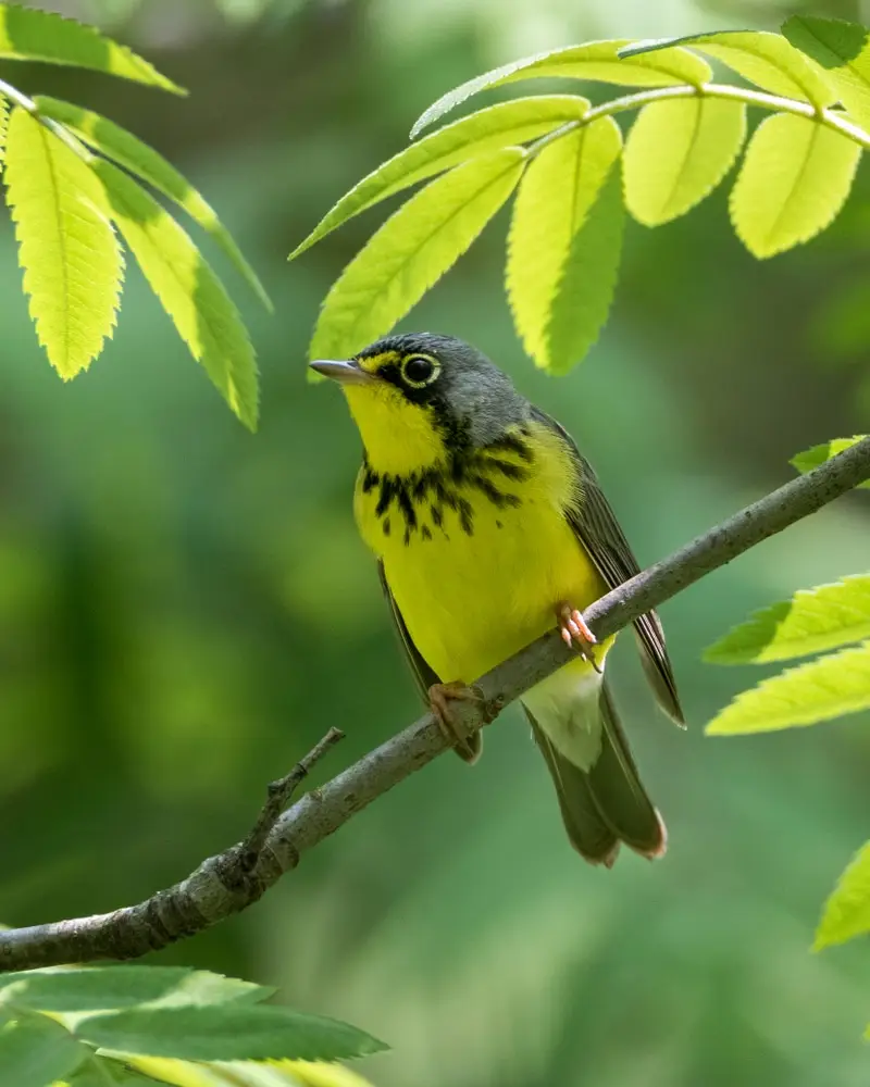 Canada Warbler