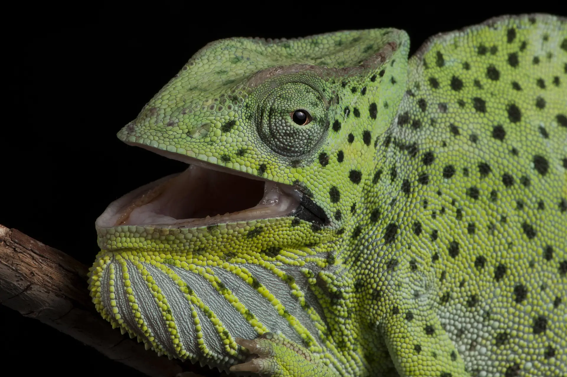 Close-up,Of,An,Angry,Female,Giant,Usambara,Three-horned,Chameleon,(trioceros