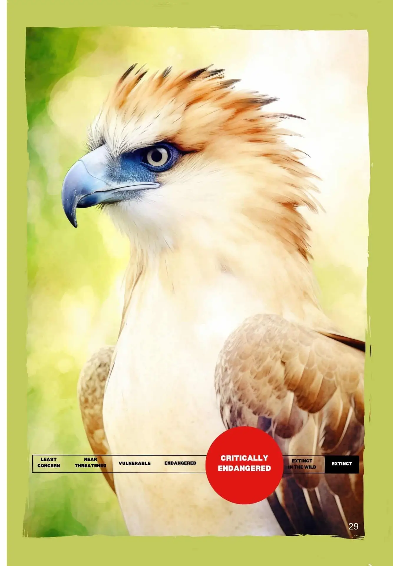 Philippine Eagle