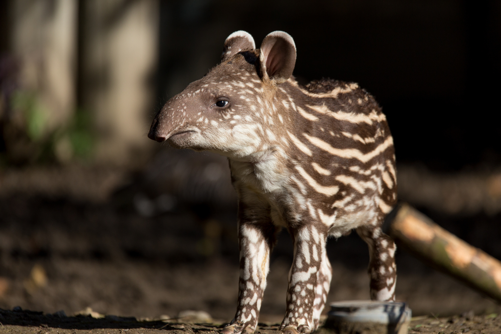 Small,Stripped,Baby,Of,The,Endangered,South,American,Tapir,(tapirus